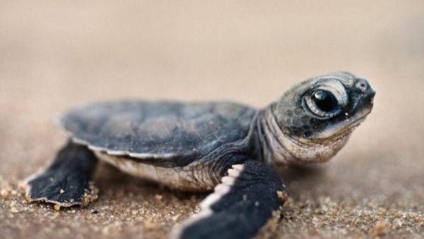 Simple Steps to Make a Beach Suitable for Sea Turtles